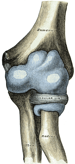 Cápsula de la articulación del codo (distendida), cara anterior