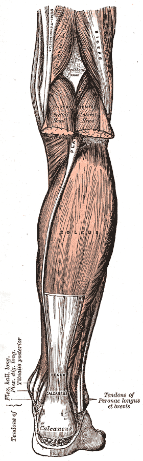 Músculos de la cara posterior de la pierna y tendón calcáneo (Gray, lámina 438)