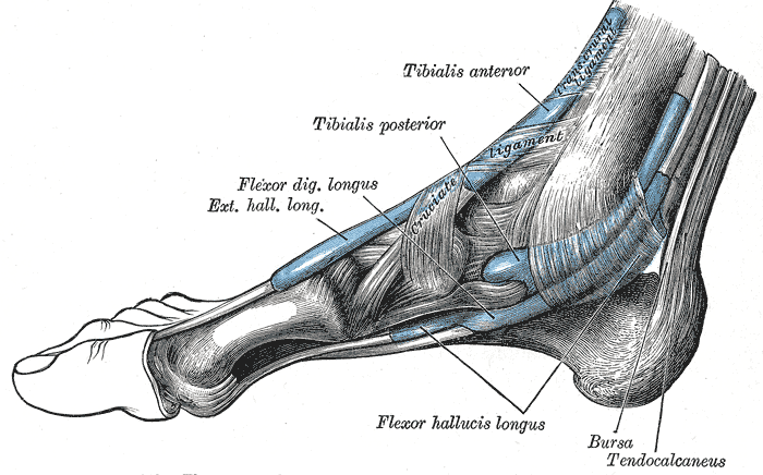 Cara medial del tobillo y del pie con el tendón calcáneo (Gray, lámina 442)