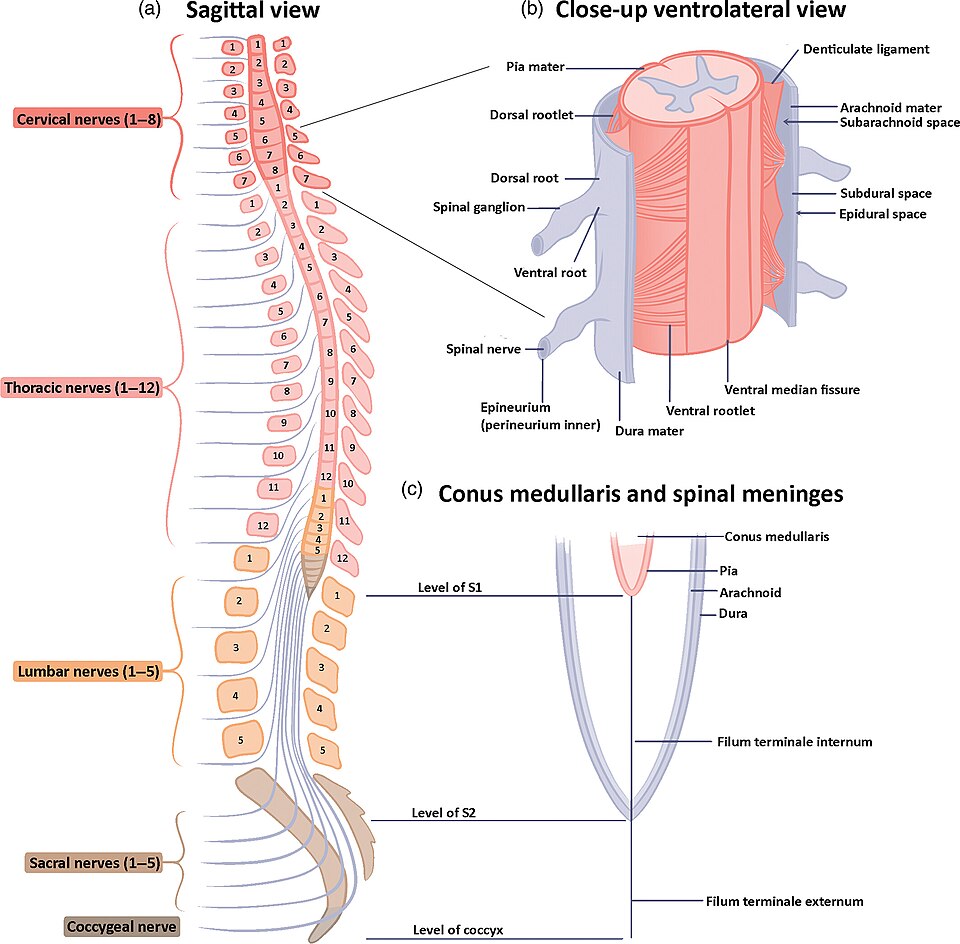 Médula espinal, cono medular y meninges